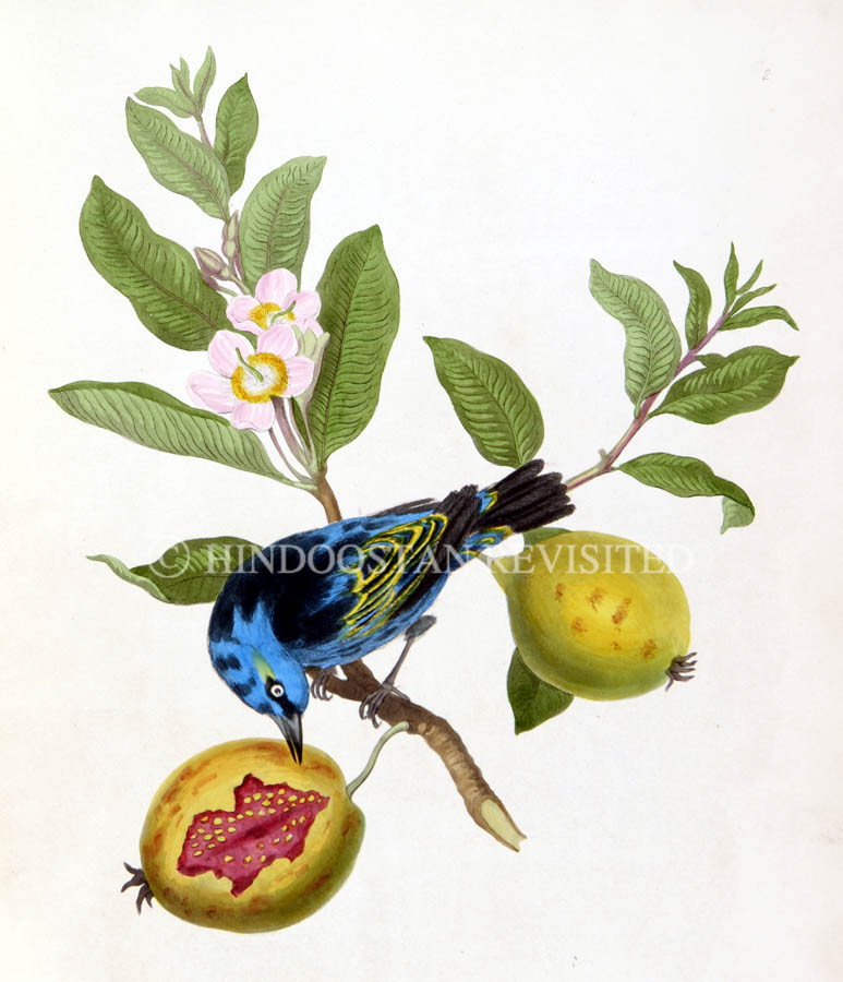 /data/Original Prints/Natural History/BLUE BANANA BIRD AT RIO DE JANEIRO ON A SPRING OF THE GUAVA TREE.jpg